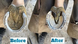 HoofRestoration and shoeing asmr satisfying horse farrier [upl. by Kore]