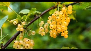 How to Grow Ribes Gooseberries amp Currants  Complete Growing Guide [upl. by Namhar]