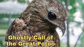 The Ghostly Call of the Great Potoo Fact and Folklore [upl. by Mcquade]