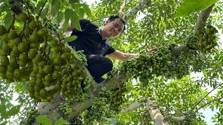 Harvest figs and eggplants and sell them at the market to earn extra income [upl. by Shepherd]