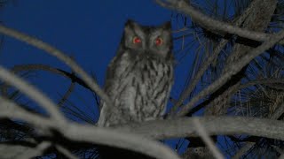 Western Screech Owl [upl. by Nelyahs]