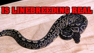 Does LINE BREEDING really make a difference Lets look and see [upl. by Tnahs]