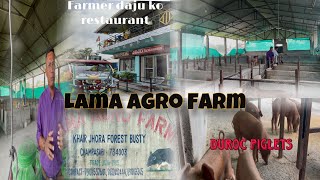 Lama Agro Farmsiliguri milan moregolma stationduroc farm golma piggery [upl. by Anaujal]