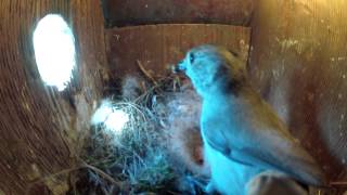 Oak Titmouse Feeding Babies [upl. by Ecirahc]