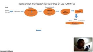 Degradación metabólica de los lípidos en los rumiantes [upl. by Shields501]