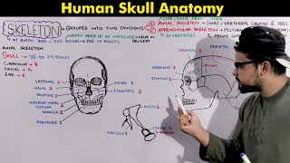 Human Skeleton Skull Axial Skeleton Anatomy and Physiology animation included [upl. by Nabatse1]