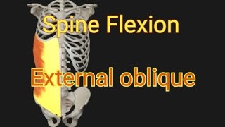 Spine Flexion4External oblique muscle [upl. by Magocsi]