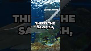 The Saw Fish has a chainsaw for a nose 👀 sawfish fish oceanlife marinelife sealife fishing [upl. by Gnehp]