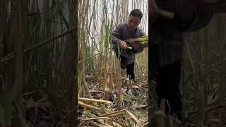 Bamboo Harvesting 🌴 satisfying harvesting fruit bamboo short shorts [upl. by Orenid697]