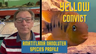 Amatitlania nanoluteus Species Profile [upl. by Rosamond]