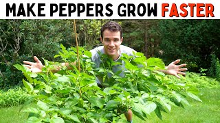 Make Peppers Grow Faster Improve Growth amp Ripening Rates  Pepper Geek [upl. by Adnyleb]