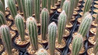 Pilosocereus leucocephalus maxonii cactus Oropoli Dept of El Paraiso Honduras [upl. by Aemat]