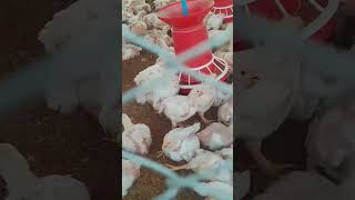 Broiler poultry farming poultrytech chicken poultryfarming animalhusbandry poultrylife [upl. by Nauaj862]