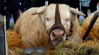 SALON AGRICULTURE PARIS 2011 4 Taureau Bull [upl. by Beatriz]