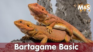 Bartagame Basic  Pogona vitticeps  Reptil TV [upl. by Tyrone]