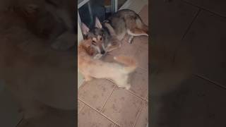 Czechoslovakian Wolfdog Eva and her best friend doglover straydogs shorts animal [upl. by Rentsch]