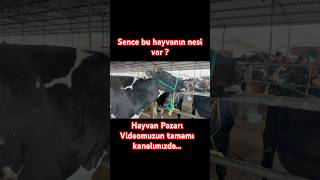 HAYVAN PAZARI HASTA HAYVAN inek büyükbaş hastalık hayvancılık sığır hayvanpazari ciftci cow [upl. by Merla619]