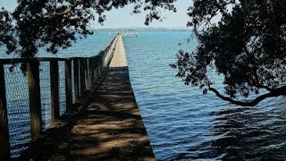 kauri point wharf fishing [upl. by Luhem]