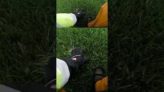 GCITurf Tall Fescue Seed 5 years after overseeding lawn lawncare lawnlife healthylawn [upl. by Zrike]