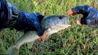 Bass Fishing Florida Ponds Episode 2 [upl. by Jestude71]