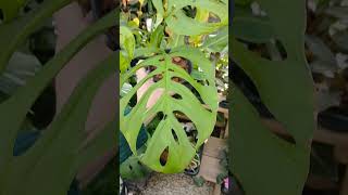 Pretty girl monstera esqulito at House By nursery shorts plants shopping monstera [upl. by Cuhp427]