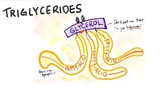 Structure of glycerol fatty acids and triglycerides  Lesson 9 part 2 of 2 [upl. by Sinylg82]