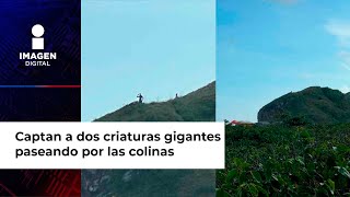 Captan a dos criaturas gigantes paseando por las colinas [upl. by Noyek]