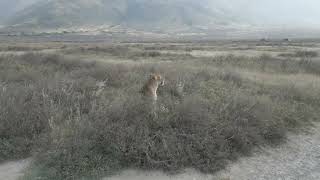 LIONS HOME GROUND AT NGORONGORO CRATER [upl. by Shugart990]