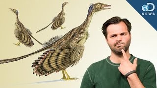 How Did Dinosaurs Evolve Into Birds [upl. by Yllor]