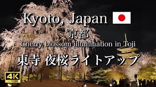 April 4 2024 🌸 Cherry Blossom illumination at Toji temple in Kyoto Japan 【4K】 [upl. by Etnahsal441]