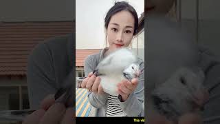 Kabootar bazi Pigeons flying china shortspigeon farming pigeons viral youtubeshorts kabootar [upl. by Ashton133]