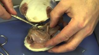 Mussel Dissection [upl. by Anetsirhc]