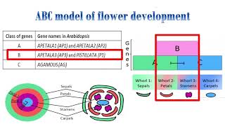 ABC model for flower developmentArabidopsis thaliana [upl. by Naomi]