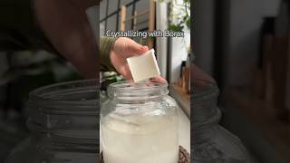 Borax Crystals shorts diy crystal borax experiment artandcraft art crystals handmade [upl. by Fox]