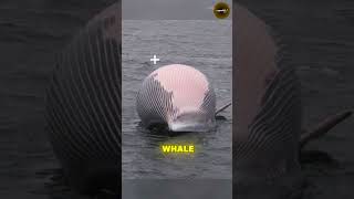 Dancing on Dead Whale whale dead shorts shortsfeed [upl. by Anehsak]