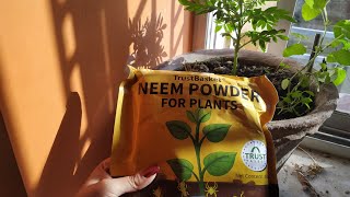 review of neem powder for plant [upl. by Paolina]