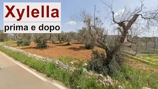 Xylella in Puglia il paesaggio prima e dopo [upl. by Tadeo]