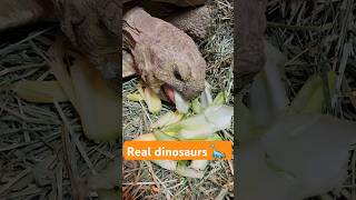 Real life dinosaurs 🦕 sulcata tortoises animal sulcata [upl. by Bradman196]