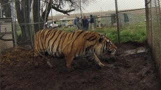 Big Cats and Other Exotic Animals Rescued in Kansas [upl. by Drarej]