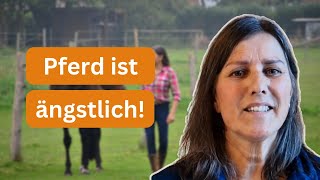 Dein Pferd vertraut dir nicht Tu das [upl. by Tab795]