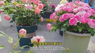 我种月季用多大的花盆？月季需要多久换一次土？What size flowerpot do I use to grow rosesHow often do roses change soil [upl. by Gian]