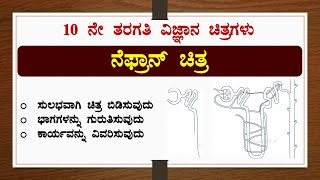 ನೆಫ್ರಾನ್ಚಿತ್ರ ಬಿಡಿಸುವುದುಭಾಗಕಾರ್ಯವಿಜ್ಞಾನ NephronDrawingLabellingFunctionScienceNCERTDSERT [upl. by Clarkson]