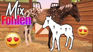 wir züchten die 🅴🆁🆂🆃🅴🅽 MIXFOHLEN 🐴🧬 Rival Stars Horse Racing [upl. by Killam]