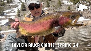 Taylor River Giants Spring 2024 [upl. by Ruzich692]