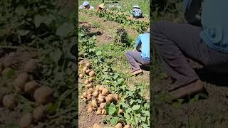 Gardening harvesting cassava and selling it at the market [upl. by Cathleen1]