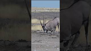 Oryx Gemsbok marks HIS TERRITORY Etosha National Park [upl. by Odnumde]