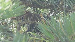 Cedar Waxwing parent and chicks [upl. by Ailssa]