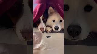 Dog receives a birthday gift that looks just like his favorite toy animals shortsvideo [upl. by Leonelle]