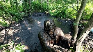 Can I swim in mud  Masurian Forest Bog 2024  Day 7  Take 2 [upl. by Havot96]