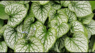 Brunnera macrophylla quotJack Frostquotmost beautiful ground cover plant for shade in moist garden areas [upl. by Balough]